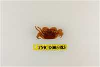 藏品(奧氏後相手蟹)的圖片